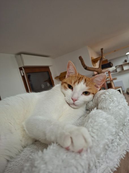 on se repose en hauteur à la pension pour chats