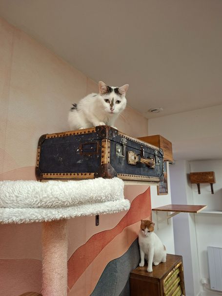 Deux chats ensembles perchés en hauteur dans la salle de jeux du Moustache