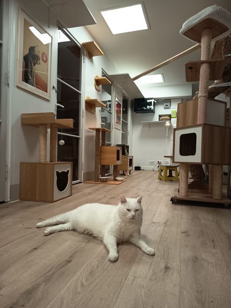 chat blanc dans la salle de jeux de la pension féline