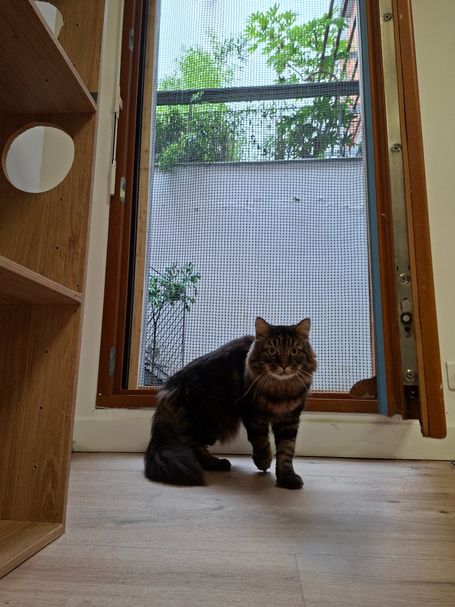Chat qui court pour aller jouer dans la pension pour chats
