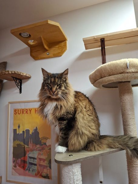 Chat qui prend la pose devant la décoration soignée de la pension pour chats