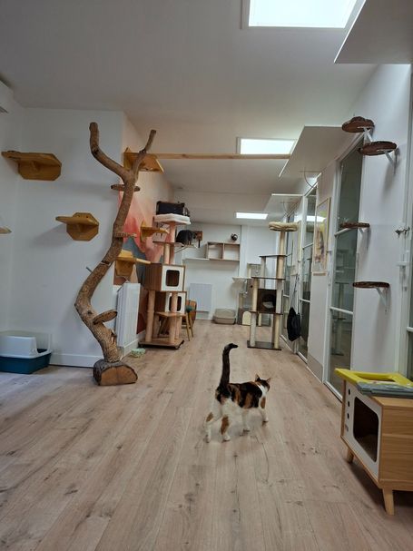Chat qui court pour jouer dans la salle de la pension pour chats à paris 12e
