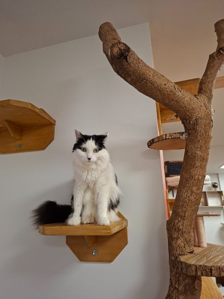 Chatte qui observe en hauteur