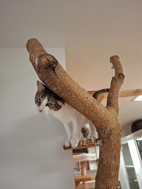 cache cache avec une minette